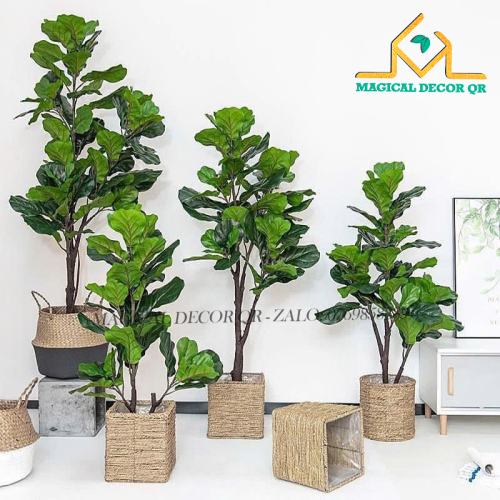 Cây Bàng Singapore 