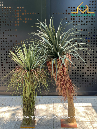 Cây Cọ Huyết Rồng