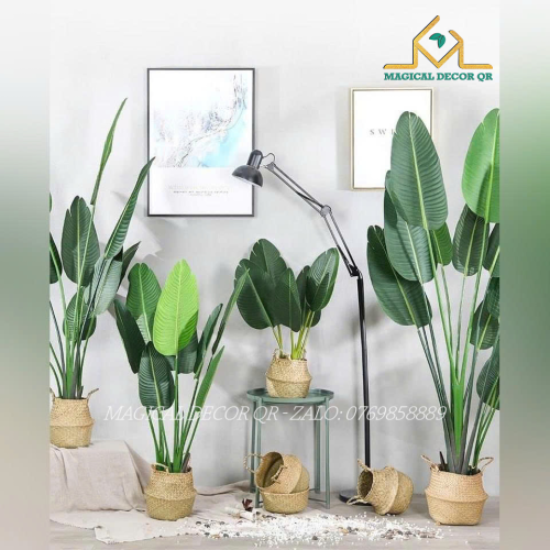 Cây Chuối Rẻ Quạt