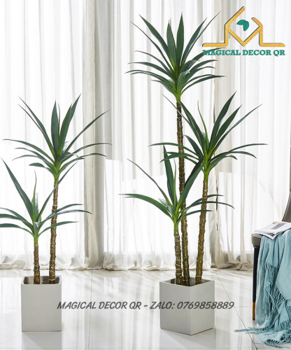 Cây Dứa Phát Tài