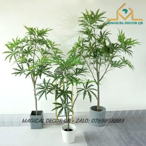 Cây Khổng Tước