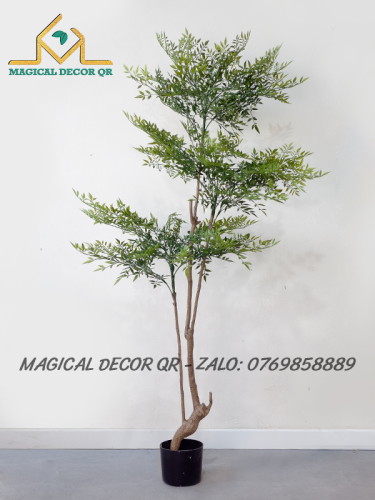 Cây Nam Thiên Trúc