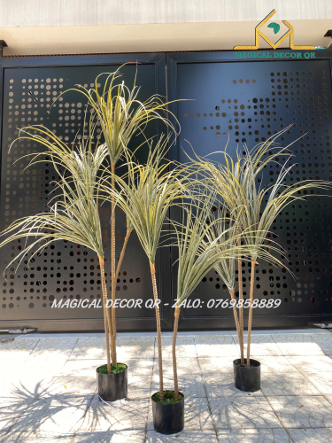 Cây Sắc Đuôi Ngựa