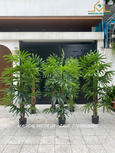 Cây Trúc Quân Tử 