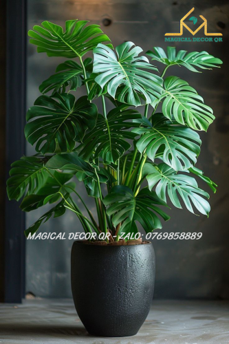 Cây Trầu Bà Nam Mỹ