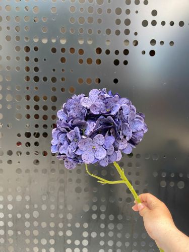 Cành cẩm tú cầu tím