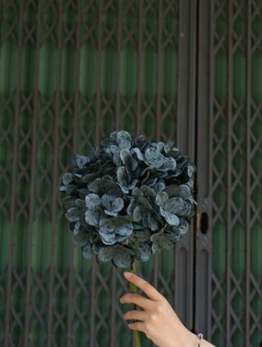 Cành Cẩm tú cầu xanh 