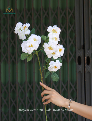 Hoa Hồng Nở Trắng