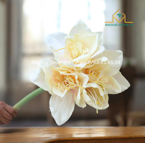 Hoa Clivia Vàng Kem