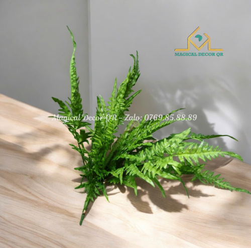 Cụm dương xỉ mới