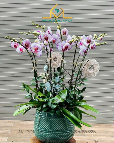 Lan Hồ Điệp mẫu 10