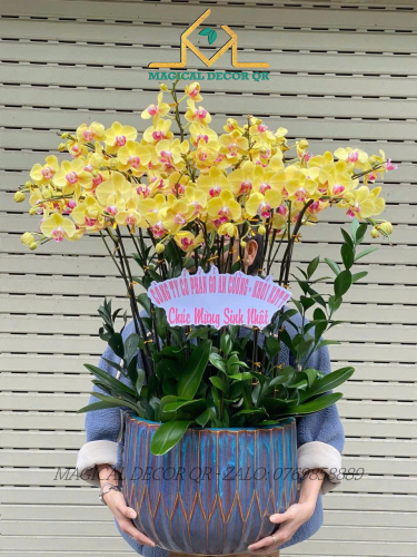 Lan Hồ Điệp mẫu 11