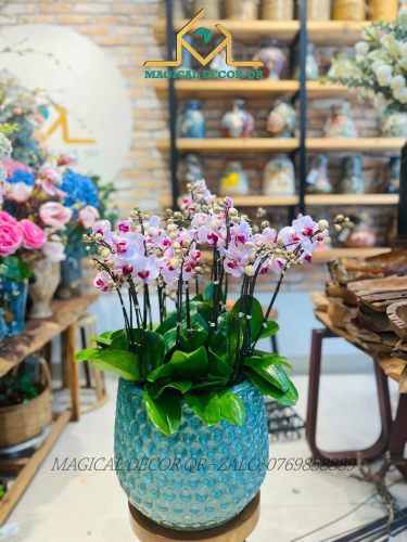 Lan Hồ Điệp mẫu 4