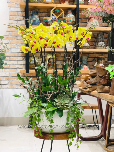 Lan Hồ Điệp mẫu 5