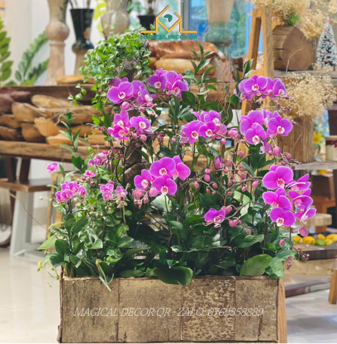 Lan Hồ Điệp mẫu 8