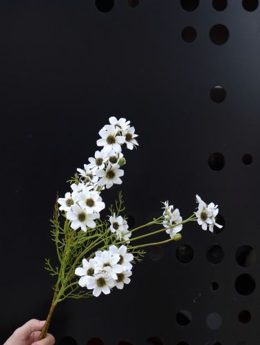 Hoa Cánh Bướm Trắng